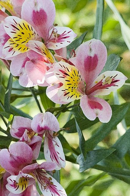 ALSTROEMERIAS+2 LAS MAS BONITAS ALSTROEMERIAS EN CUENCA PARA TI