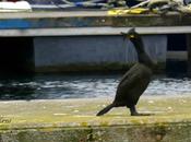 MARISMAS DESDE COFRE PARTE)