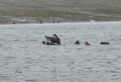 LAS MARISMAS DESDE EL COFRE (2ª PARTE)