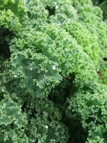 KALE O COL RIZADA KALE O COL RIZADA