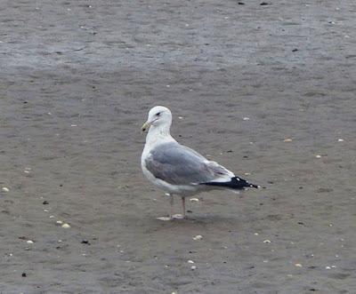 Llegan las gaviotas cáspicas Llegan las gaviotas cáspicas