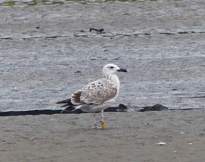 Llegan las gaviotas cáspicas Llegan las gaviotas cáspicas