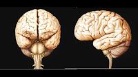 Descubren mecanismos moleculares vinculados al Autismo