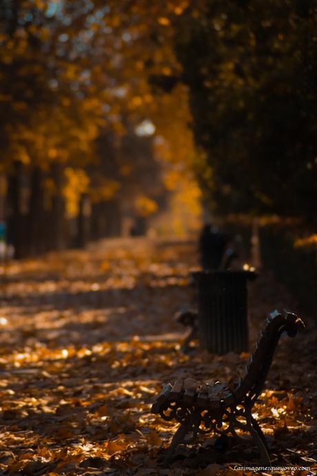 Colores de otoño que van tejiendo lentamente un manto amarillo sobre nuestras cabezas Colores de otoño que van tejiendo lentamente un manto amarillo sobre nuestras cabezas