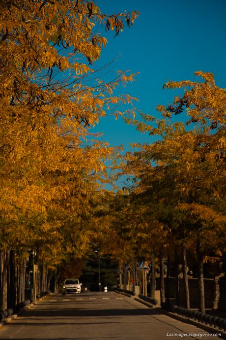 Arboles con sus hojas amarillas de otoño Arboles con sus hojas amarillas de otoño
