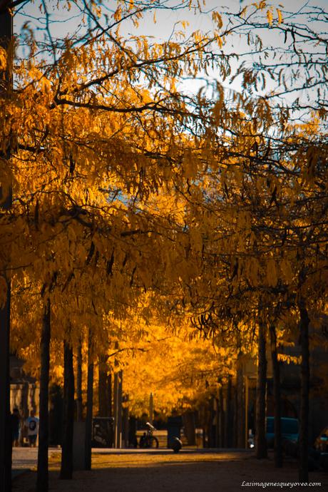Arboles con sus hojas amarillas de otoño Arboles con sus hojas amarillas de otoño