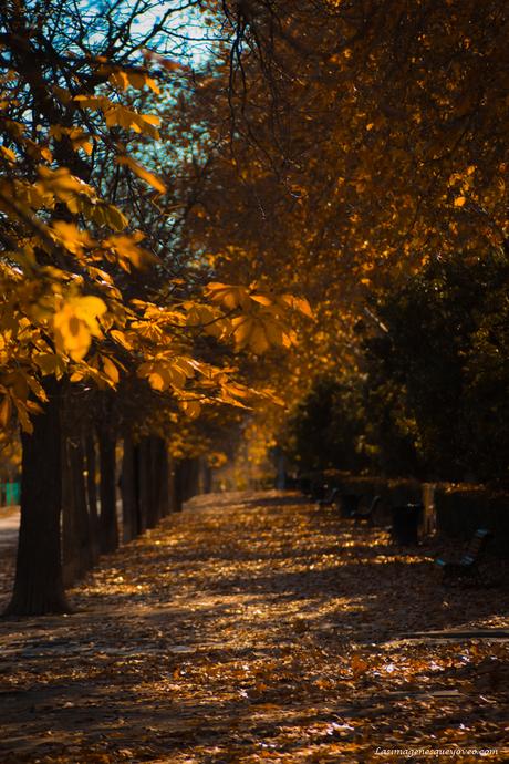Arboles con sus hojas amarillas de otoño Arboles con sus hojas amarillas de otoño