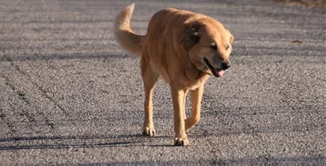 Un ciclista, grave tras colisionar con un perro en la calzada