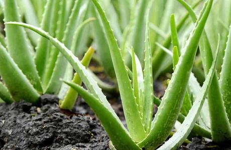 Todos los secretos para cultivar Aloe Vera en casa