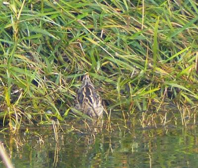 Agachadiza invernante