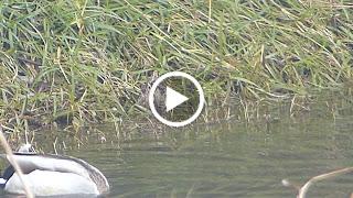 Agachadiza invernante