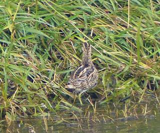 Agachadiza invernante