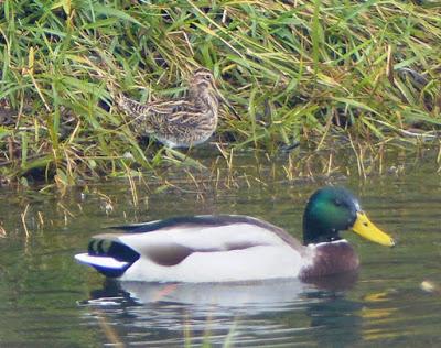 Agachadiza invernante