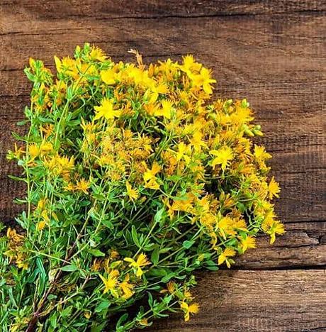 Hipérico o Hierba de San Juan, Beneficios, Cómo usarlo y Contraindicaciones