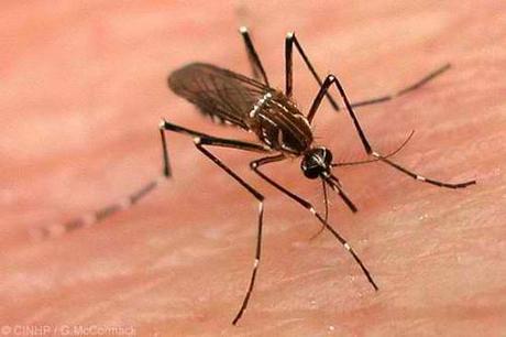 El dengue hemorrágico mata bebés en Brasil