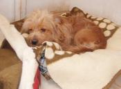 Bran, necesita ayuda pobre muere tristeza!!! (alicante)