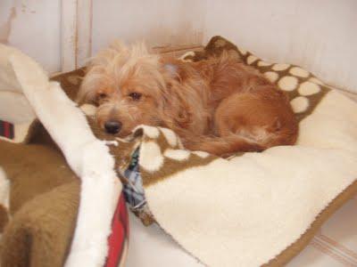 BRAN, NECESITA AYUDA EL POBRE SE MUERE DE TRISTEZA!!! (ALICANTE)