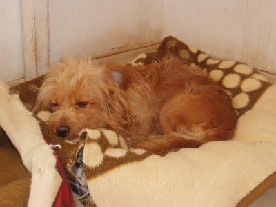 BRAN, NECESITA AYUDA EL POBRE SE MUERE DE TRISTEZA!!! (ALICANTE)