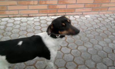 Cachorrita bodeguera en Bellavista (Sevilla)