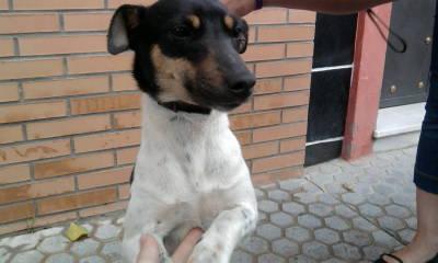 Cachorrita bodeguera en Bellavista (Sevilla)