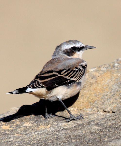 COLLALBA GRIS-OENANTHE OENANTHE-NORTHERN WHEATER