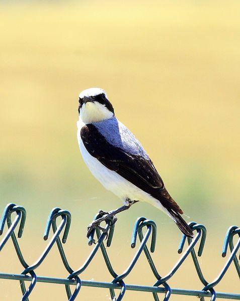 COLLALBA GRIS-OENANTHE OENANTHE-NORTHERN WHEATER
