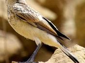 Collalba gris-oenanthe oenanthe-northern wheater