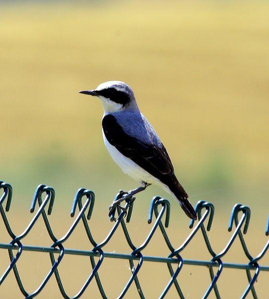 COLLALBA GRIS-OENANTHE OENANTHE-NORTHERN WHEATER