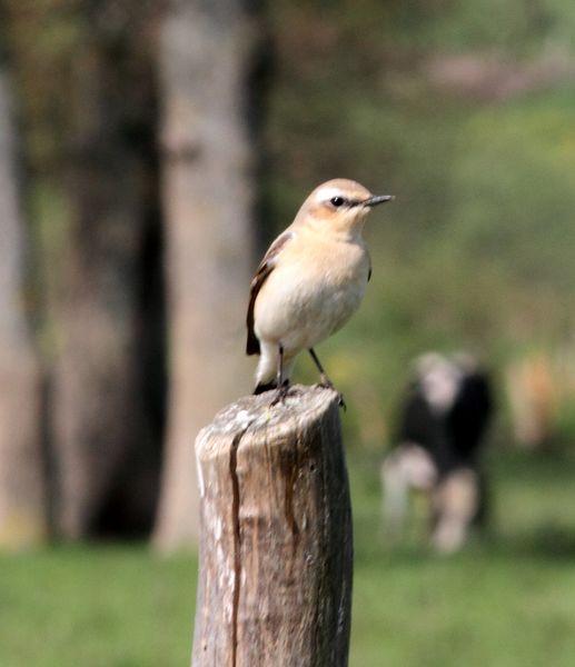 COLLALBA GRIS-OENANTHE OENANTHE-NORTHERN WHEATER