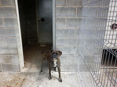 Urgentísima BOXER en adopción en perrera de HUESCA: le queda esta semana.
