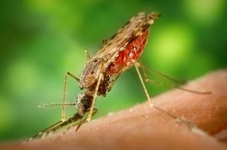 Hacia un control de la malaria con mosquitos transgénicos