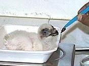 centro cría cautividad quebrantahuesos