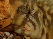 Fraile Blenio Freshwater blenny (Salaria fluviatilis) Aragón.