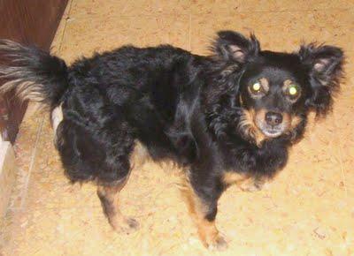 PERRO perdido en Alzira. URGENTE!!!