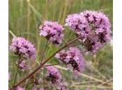 Oregano, planta medicinal