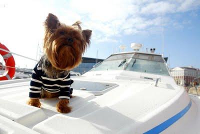 Perros a la última con CADELÍN