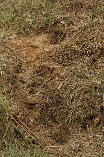 La misteriosa pluma de Búho real