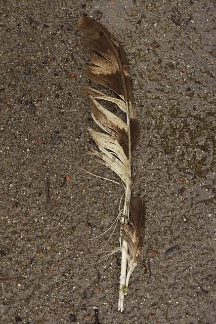 La misteriosa pluma de Búho real