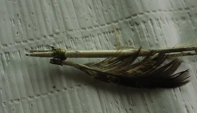 La misteriosa pluma de Búho real