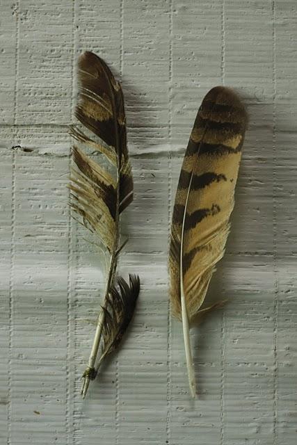 La misteriosa pluma de Búho real