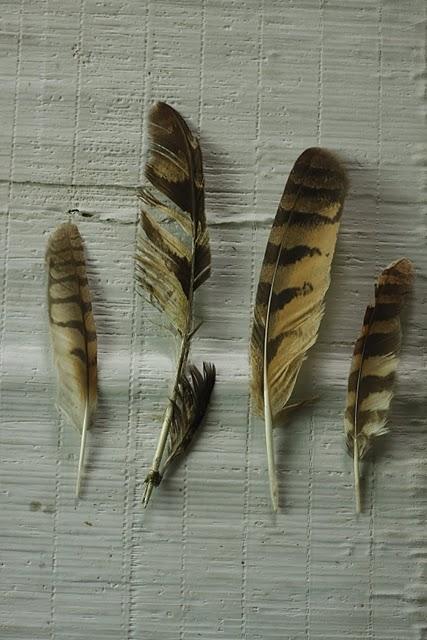 La misteriosa pluma de Búho real