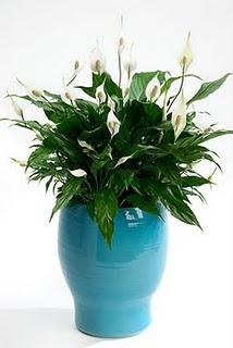 Regalos verdes y floridos a vuestra madre. Campaña día de la Madre