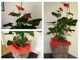 Regalos verdes y floridos a vuestra madre. Campaña día de la Madre