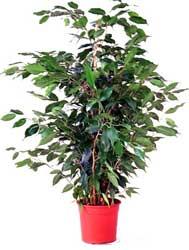 Regalos verdes y floridos a vuestra madre. Campaña día de la Madre