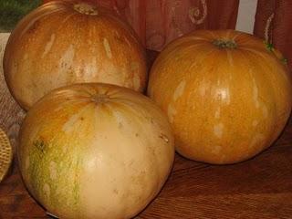 Calabaza combate parasitos,lombrices y calculos renales Calabaza combate parasitos,lombrices y calculos renales