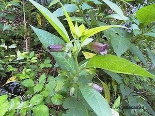 Belladona calma malestares por hemorroides