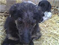 (MURCIA) Caso muy especial. Thor, mi patito feo busca hogar y o padrinos.