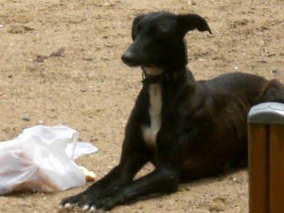 GALGO ABANDONADO POR BARRIO PELIGROSO (BADAJOZ)