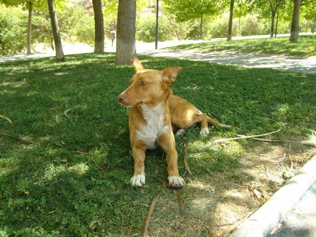 podenco bulto1