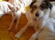 Historias adoptados. Babe